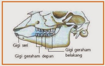 Hasil gambar untuk gambar gigi sapi dan lidah sapi pada pencernaan sapi