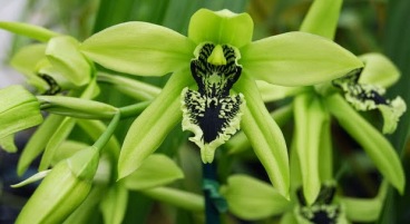 anggrek hitam (black orchid)